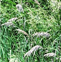 File:bromegrass.jpg