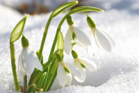 File:snowdrop.png