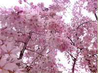 File:Kima_Flower_Tree.jpeg