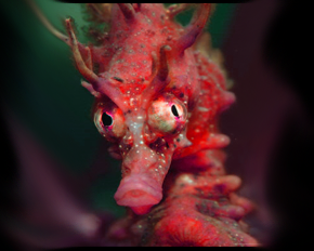 File:Seahorse.png