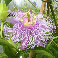 File:Xelma_flower1.jpg