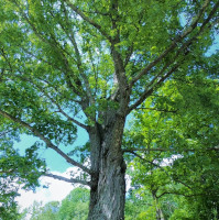 File:Angel_Oak.jpg