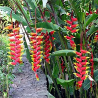 File:Firecracker_flowers.jpg