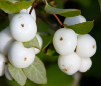 File: Snowberries.png