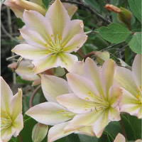 File:Mountain Rose.jpg