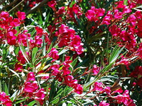 File:Oleander.jpg