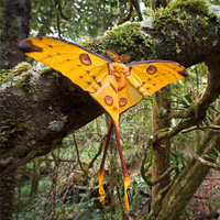 File:Comet blood moth.jpg