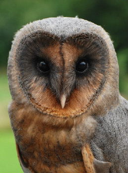 File:Spirian_Russet_Owl.jpg