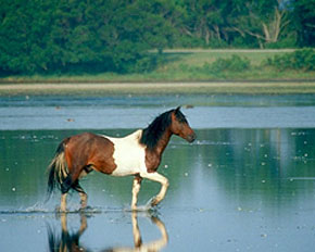 File:Tidalpony.jpg