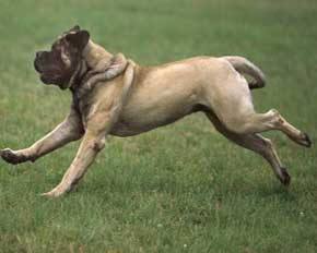 File:Dog5.jpg