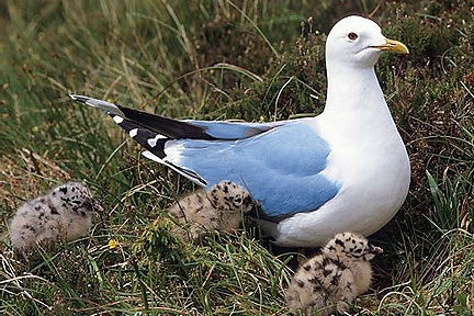 File:Bluegull.jpg