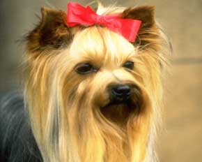 File:Dog15.jpg