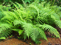 File:Common-cyphrus-ferns.jpg