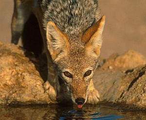 File:Jackal.jpg