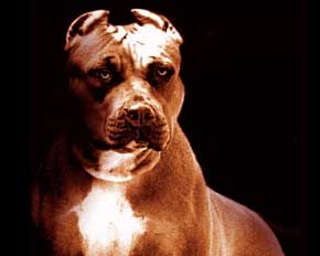 File:Dog1.jpg