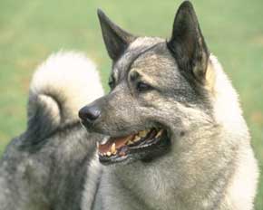 File:Dog10.jpg