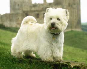 File:Dog12.jpg