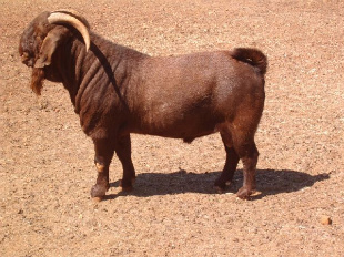 File:Egoat.jpg