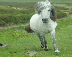 File:Mountain-Pony.jpg