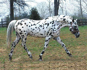 File:Leopardbred.jpg