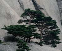 File:Crag-firs.jpg