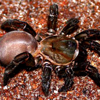 File:Hideaway Spider-2-.jpg