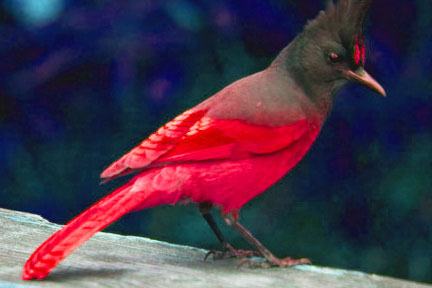 File:Crimsonjay.jpg