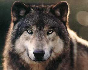 File:Wolf.jpg