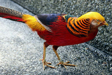 File:Trillent-bird.jpg‎