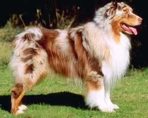 File:Dog6.jpg