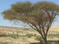 File:Sahovan_Acacia.jpg