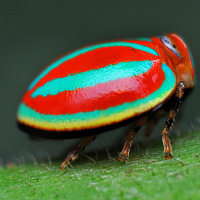 File:Red Biting Beetle-1-.jpg