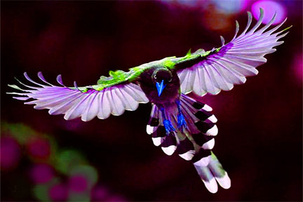 File:Rainbow-Magpie.jpg‎