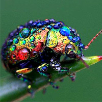 File:Dew Beetle-1-.jpg