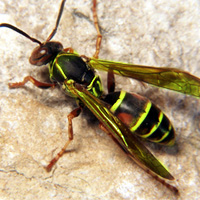 File:Arrow Wasp-1-.jpg