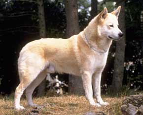 File:Dog7.jpg