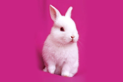 File:Love-rabbits.jpg‎