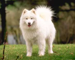 File:Dog11.jpg