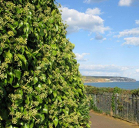 File:Cliff-ivy.jpg‎