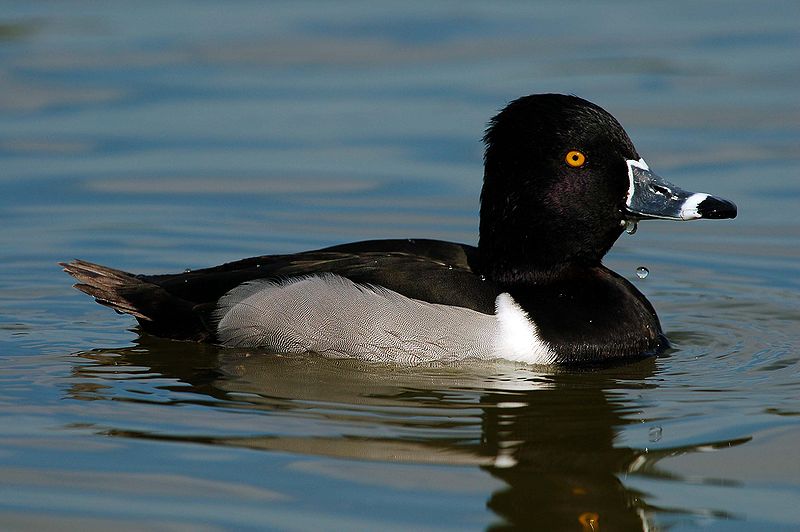 File:Ravokianblackduck.jpg